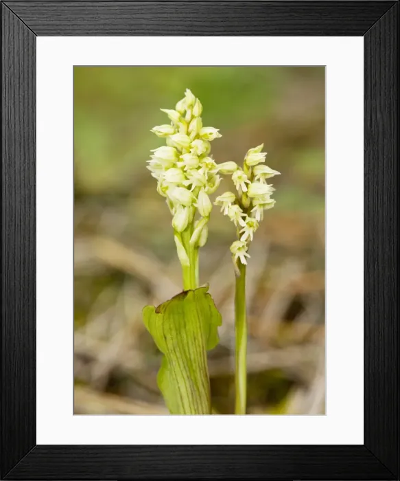 Framed Print : Dense-flowered Orchids / Mediterranean Orchid - Greek Cyprus (south) Framed Print : Dense-flowered Orchids / Mediterranean Orchid - Greek Cyprus (south)