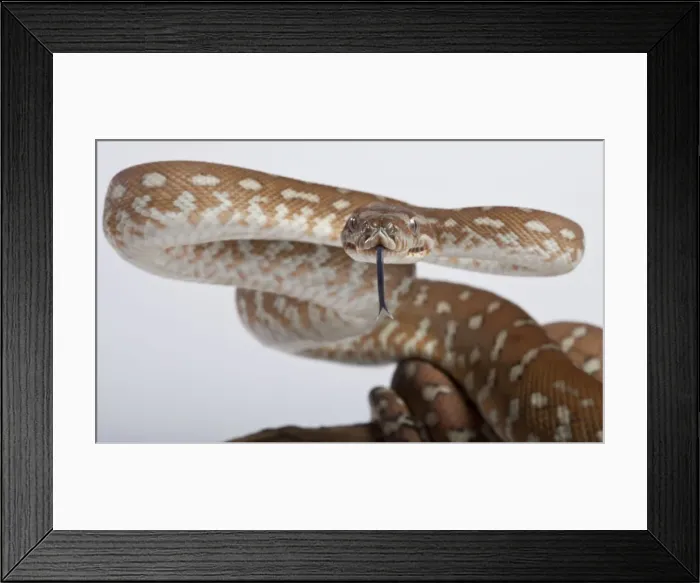 Framed Print : Bredl Python - intimidation posture - Australia Framed Print : Bredl Python - intimidation posture - Australia