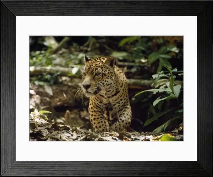 Framed Print : Jaguar - male - emerging from forest floor den - Amazonia Brazil Framed Print : Jaguar - male - emerging from forest floor den - Amazonia Brazil