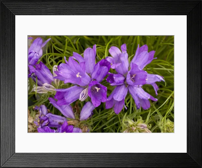 Framed Print : A bellflower relative (Edraianthus graminifolius) eastern Alps Framed Print : A bellflower relative (Edraianthus graminifolius) eastern Alps