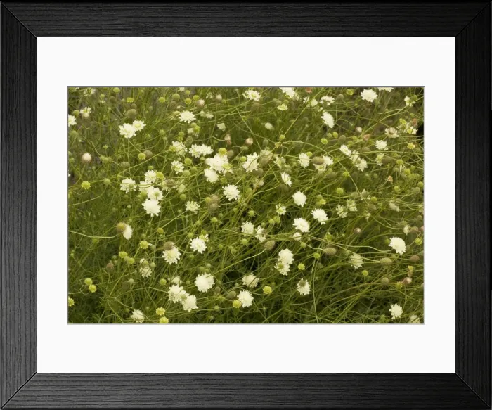 Framed Print : Yellow scabious (Scabiosa ochroleuca). EAST EUROPE Framed Print : Yellow scabious (Scabiosa ochroleuca). EAST EUROPE