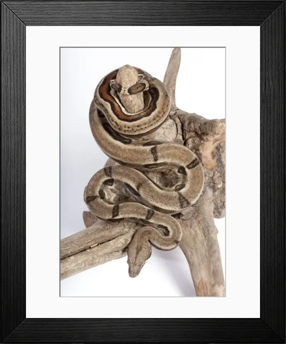 Framed Print : Boa Constrictor - Mexican form - Central and South America Framed Print : Boa Constrictor - Mexican form - Central and South America