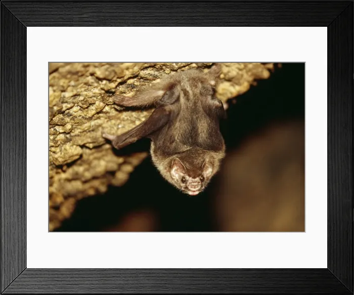 Framed Print : Hairy-Legged Vampire Bat NG 1401 Roosting in cave, Sao Paulo State Brazil. Diphylla ecaudata © Nick Gordon / ARDEA LONDON Framed Print : Hairy-Legged Vampire Bat NG 1401 Roosting in cave, Sao Paulo State Brazil. Diphylla ecaudata © Nick Gordon / ARDEA LONDON
