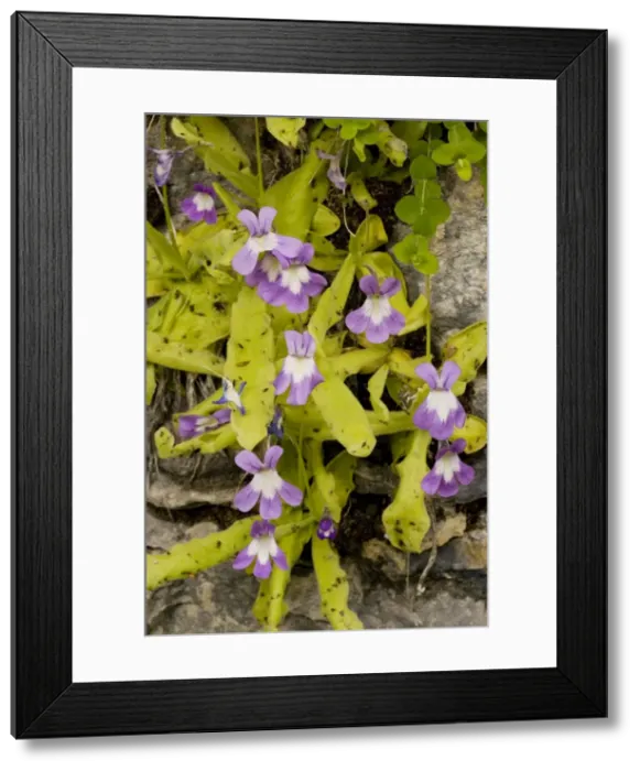 Framed Print : Long-leaved Butterwort (Pinguicula longifolia) on rock ledge, Pyrenees, Spain Framed Print : Long-leaved Butterwort (Pinguicula longifolia) on rock ledge, Pyrenees, Spain