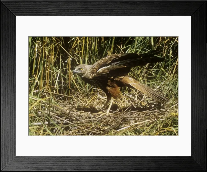 Framed Print : African Marsh Harrier - at nest Framed Print : African Marsh Harrier - at nest