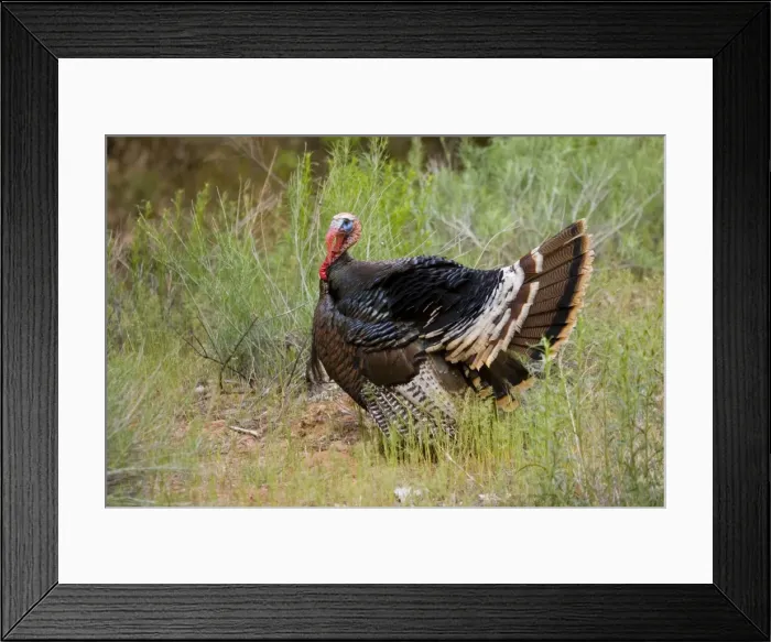 Framed Print : Wild Turkey - male displaying - Zion National Park - Utah - USA Framed Print : Wild Turkey - male displaying - Zion National Park - Utah - USA