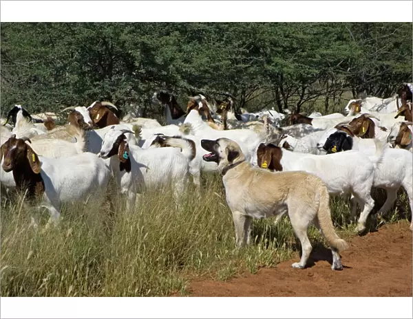 Anatolian Shepherd Dog - with herd of goats (Dog used by Cheetah Conservation Fund in Namibia to deter cheetahs from preying on livestock) - Cheetah Conservation Fund - Namibia