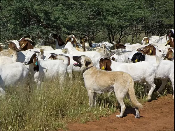 Anatolian Shepherd Dog - with herd of goats (Dog used by Cheetah Conservation Fund in Namibia to deter cheetahs from preying on livestock) - Cheetah Conservation Fund - Namibia