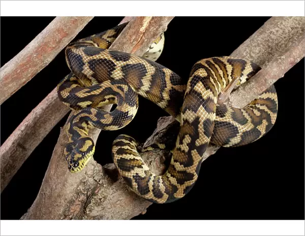 Irian Jaya Carpet Python - Variegata's sub species - Australia