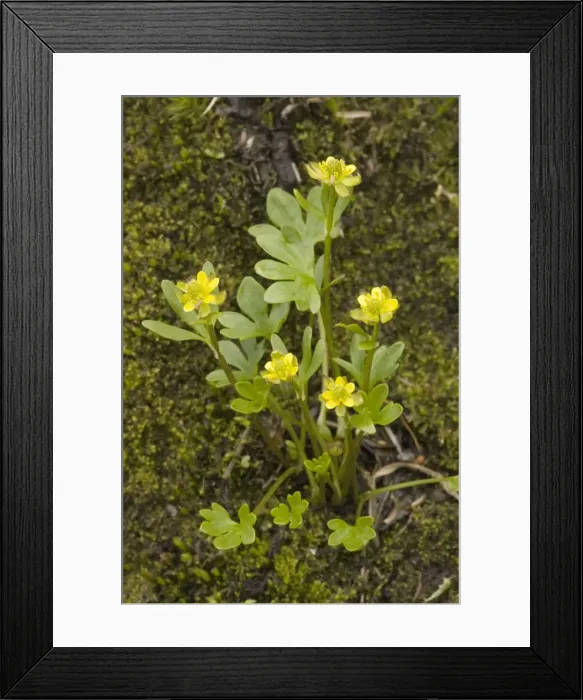 Framed Print : A dwarf arctic buttercup (Ranunculus pygmaea), north Sweden Framed Print : A dwarf arctic buttercup (Ranunculus pygmaea), north Sweden