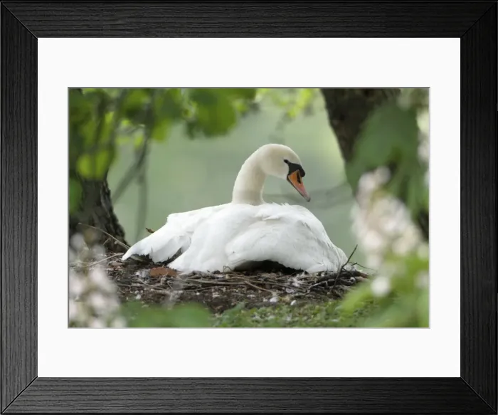 Framed Print : Mute Swan - adult with gosling at nest - Hessen - Germany Framed Print : Mute Swan - adult with gosling at nest - Hessen - Germany