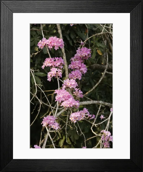 Framed Print : Garlic-scented Vine / Liana - at the edge of Lake Sandoval Amazon Peru Framed Print : Garlic-scented Vine / Liana - at the edge of Lake Sandoval Amazon Peru