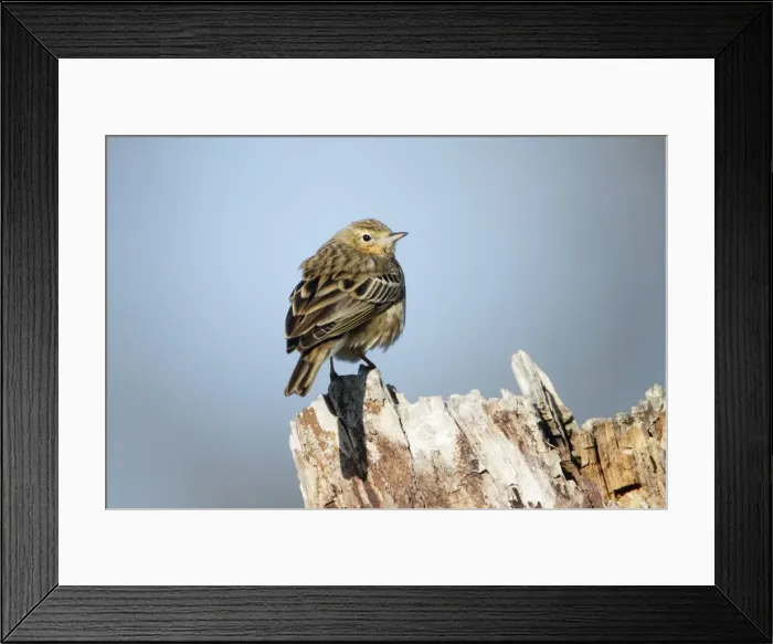Framed Print : Tree Pipit - perched on tree stump - Lower Saxony - Germany Framed Print : Tree Pipit - perched on tree stump - Lower Saxony - Germany