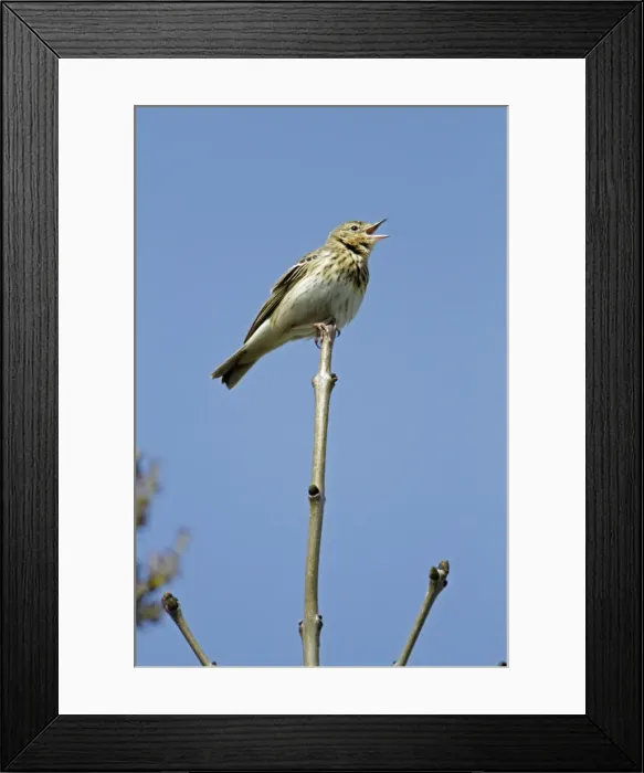 Framed Print : Tree Pipit - singing from tree tip - Lower Saxony - Germany Framed Print : Tree Pipit - singing from tree tip - Lower Saxony - Germany