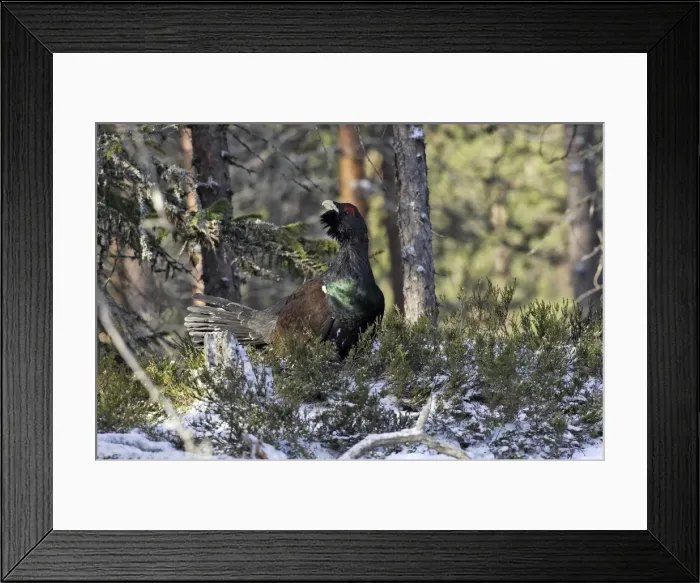 Framed Print : Capercaillie - male displaying. Kuhmo - Finland Framed Print : Capercaillie - male displaying. Kuhmo - Finland