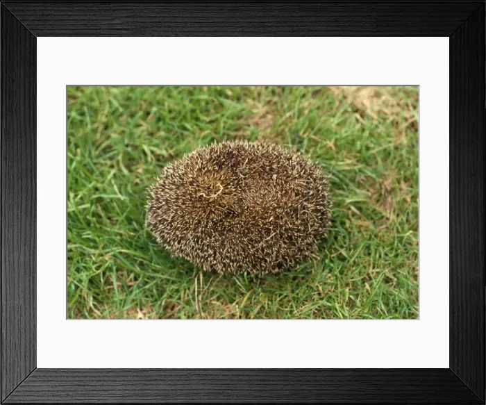 Framed Print : Hedgehog - tightly rolled Framed Print : Hedgehog - tightly rolled
