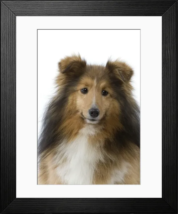 Framed Print : Dog - Shetland Framed Print : Dog - Shetland