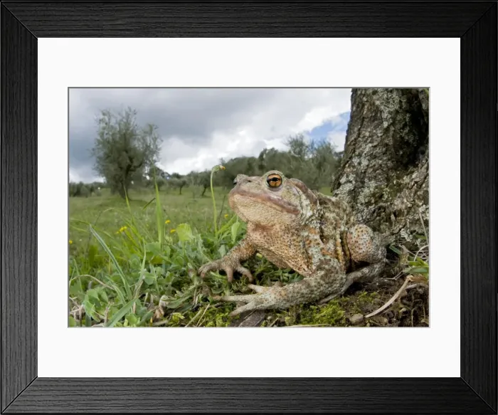 Framed Print : Common Toad - in habitat - Italy Framed Print : Common Toad - in habitat - Italy