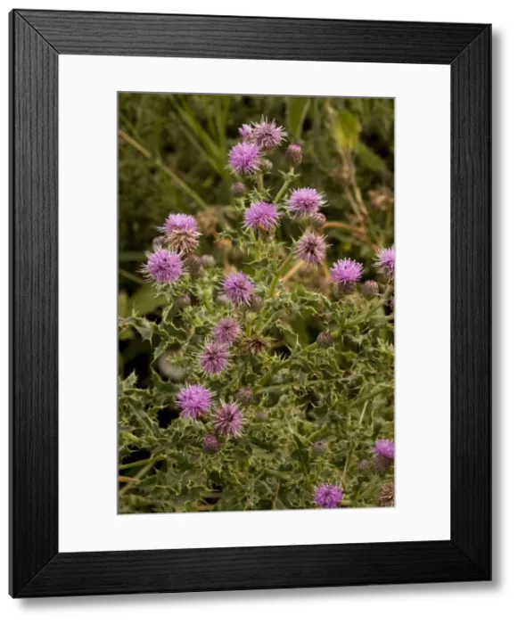 Framed Print : Creeping thistle (Cirsium vulgare). Common and widespread weed