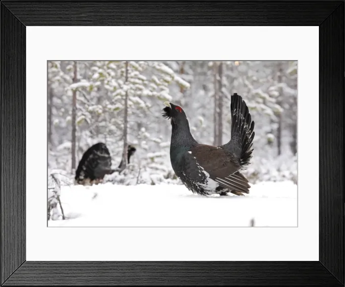 Framed Print : Capercaillie - male displaying in snow. Kuhmo - Finland Framed Print : Capercaillie - male displaying in snow. Kuhmo - Finland
