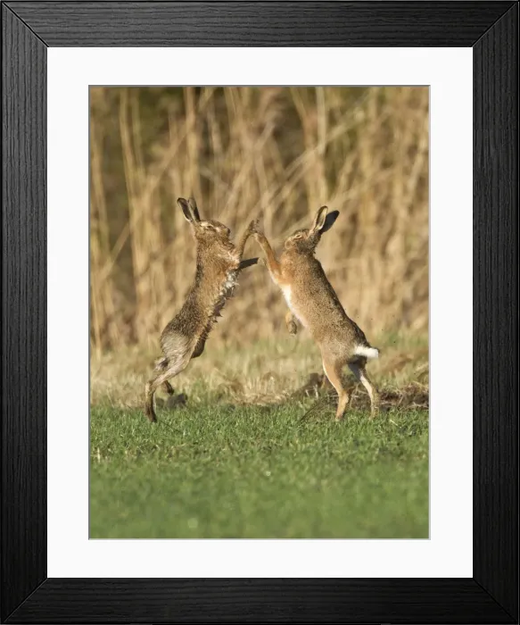 Framed Print : Brown Hares - boxing in field - Oxon - UK - February Framed Print : Brown Hares - boxing in field - Oxon - UK - February