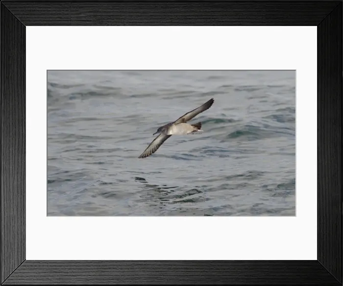 Framed Print : Balearic Shearwater - in flight over the sea - Dorset UK - August Framed Print : Balearic Shearwater - in flight over the sea - Dorset UK - August