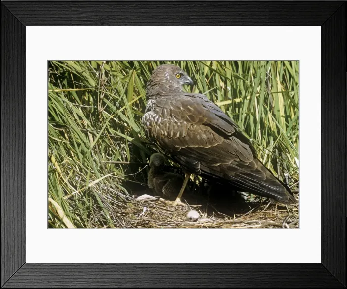 Framed Print : African Marsh Harrier - shielding chicks from sun at nest Framed Print : African Marsh Harrier - shielding chicks from sun at nest