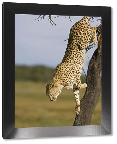 Cheetah - young male climbing down tree - Masai Mara Conservancy - Kenya