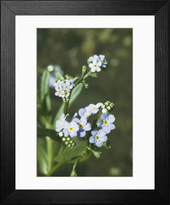 Framed Print : Water Forget-Me-Not ROG 3796A Myosotis scorpioides © Bob Gibbons / ARDEA LONDON Framed Print : Water Forget-Me-Not ROG 3796A Myosotis scorpioides © Bob Gibbons / ARDEA LONDON