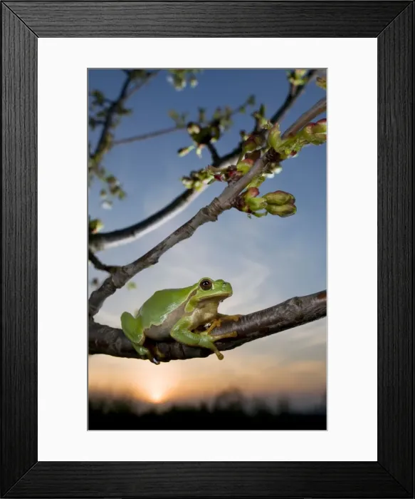 Framed Print : Italian Tree Frog - female at dusk - Italy Framed Print : Italian Tree Frog - female at dusk - Italy