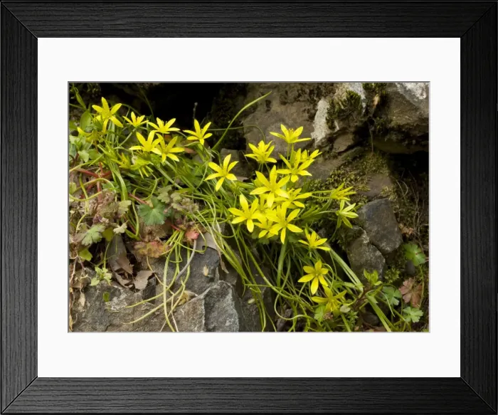 Framed Print : An endemic Star-of-Bethlehem Gagea juliae, Troodos Mountains; Greek Cyprus (south) Framed Print : An endemic Star-of-Bethlehem Gagea juliae, Troodos Mountains; Greek Cyprus (south)