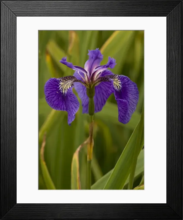 Framed Print : Butterfly iris (Iris spuria), France