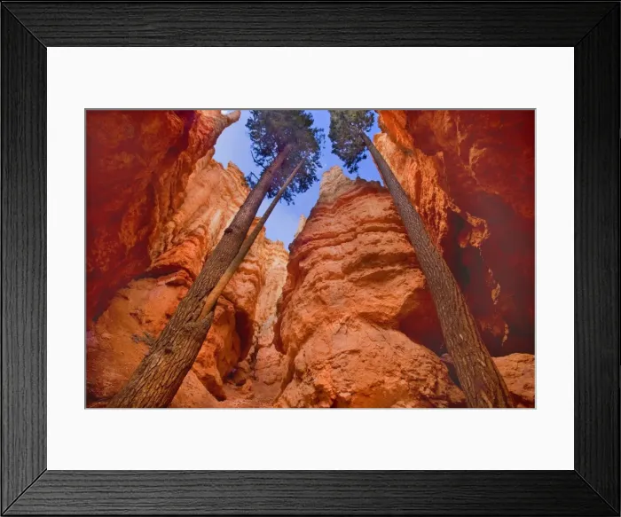 Framed Print : Douglas Firs - growing inside the steep sandstone walls of Wall Street deep within the maze of hoodoos and rock formations of Bryce Canyon - Bryce National Park - Colorado Plateau - Utah - USA Framed Print : Douglas Firs - growing inside the steep sandstone walls of Wall Street deep within the maze of hoodoos and rock formations of Bryce Canyon - Bryce National Park - Colorado Plateau - Utah - USA