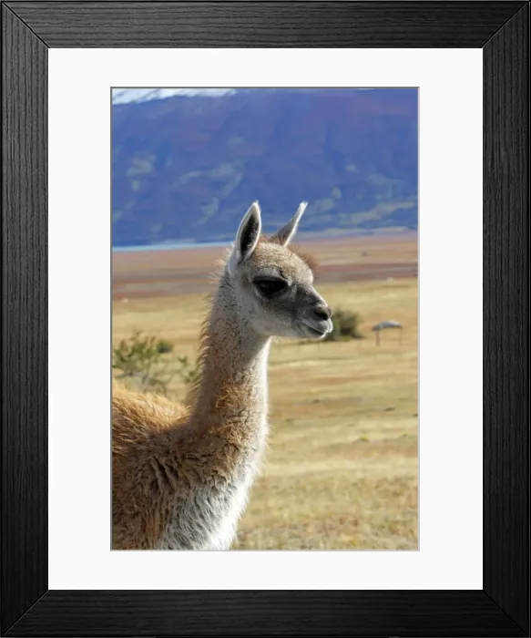 Framed Print : Guanaco. Magallanes Peninsula - Patagonia - Argentina Framed Print : Guanaco. Magallanes Peninsula - Patagonia - Argentina