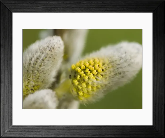 Framed Print : Gray willow Close-up of catkins The Netherlands, Overijssel, The Wieden Framed Print : Gray willow Close-up of catkins The Netherlands, Overijssel, The Wieden