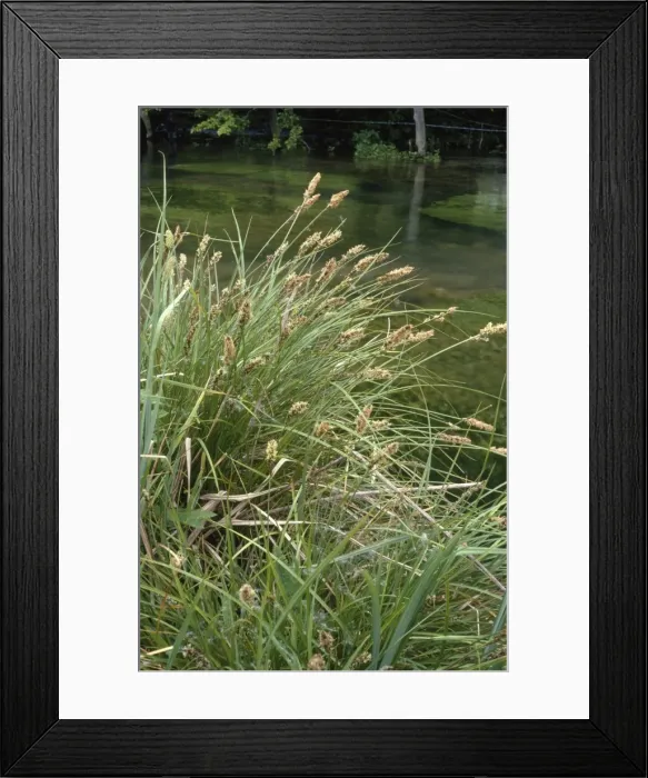 Framed Print : Lesser Pond Sedge - by river Framed Print : Lesser Pond Sedge - by river