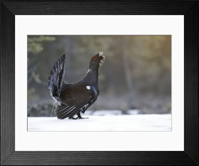 Framed Print : Capercaillie - male displaying in snow. Kuhmo - Finland Framed Print : Capercaillie - male displaying in snow. Kuhmo - Finland