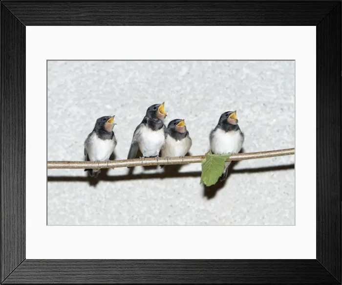 Framed Print : Barn Swallow - fledgelings begging for food - Lower Saxony - Germany Framed Print : Barn Swallow - fledgelings begging for food - Lower Saxony - Germany