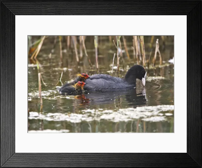 Framed Print : European Coot - with chicks. Marquenterre Marsh - Bay of Somme - France Framed Print : European Coot - with chicks. Marquenterre Marsh - Bay of Somme - France
