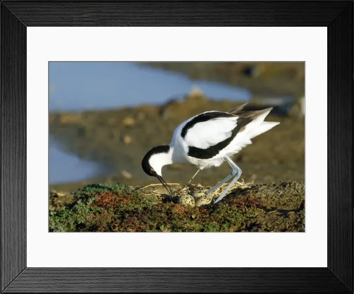 Framed Print : Avocet - turning eggs Framed Print : Avocet - turning eggs