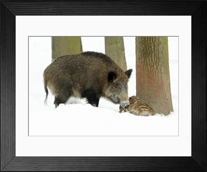 Framed Print : European Wild Pig / Boar - sow with piglets - winter - Hessen - Germany Framed Print : European Wild Pig / Boar - sow with piglets - winter - Hessen - Germany