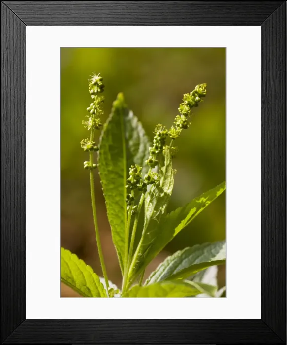Framed Print : Dog's Mercury Mercurialis perennis in flower, in ancient coppice woodland, Dorset Framed Print : Dog's Mercury Mercurialis perennis in flower, in ancient coppice woodland, Dorset