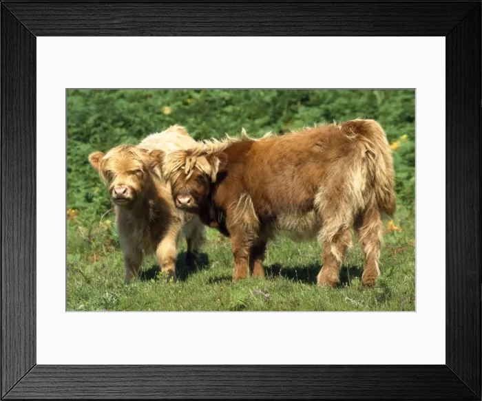 Framed Print : Highland Cattle - two calves Framed Print : Highland Cattle - two calves