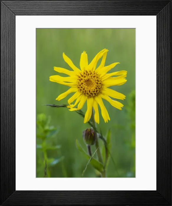 Framed Print : Wild Arnica ( Arnica montana), medicinal plant; Piatra Craiulu Mountains National Park, Romania Framed Print : Wild Arnica ( Arnica montana), medicinal plant; Piatra Craiulu Mountains National Park, Romania