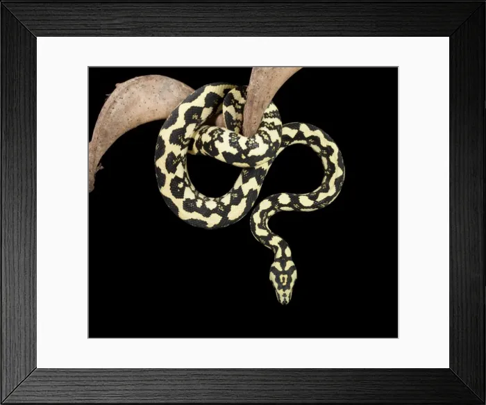 Framed Print : Jungle Carpet Python - Cheynei sub-species - Australia - New-Guinea Framed Print : Jungle Carpet Python - Cheynei sub-species - Australia - New-Guinea