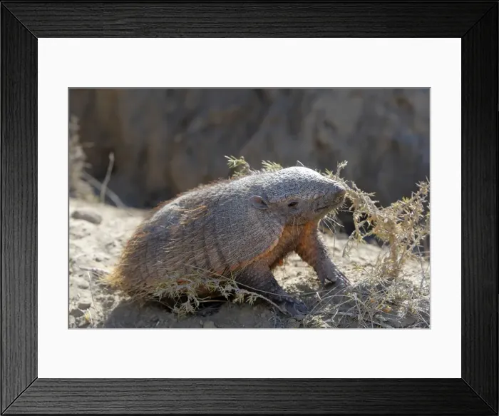Framed Print : Hairy armadillo. Valdes peninsula - Argentina Framed Print : Hairy armadillo. Valdes peninsula - Argentina