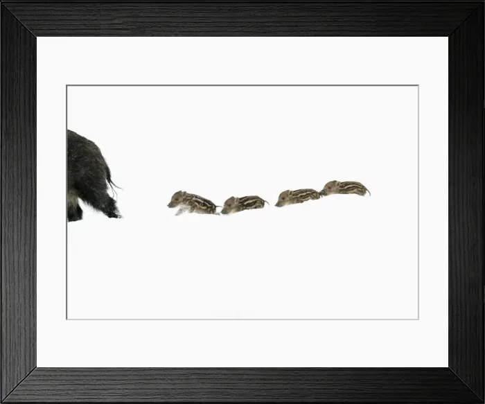 Framed Print : European Wild Pig / Boar - four piglets following sow in deep snow - Hessen - Germany Framed Print : European Wild Pig / Boar - four piglets following sow in deep snow - Hessen - Germany