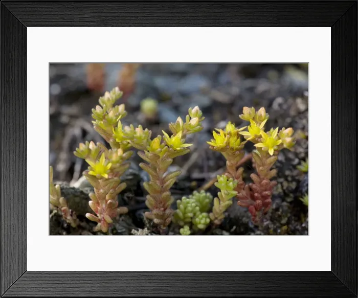 Framed Print : Annual stonecrop (Sedum annuum), mountains of Norway Framed Print : Annual stonecrop (Sedum annuum), mountains of Norway
