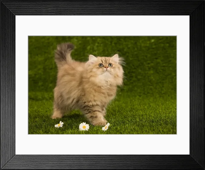 Framed Print : Cat - Golden shaded persian kitten Framed Print : Cat - Golden shaded persian kitten