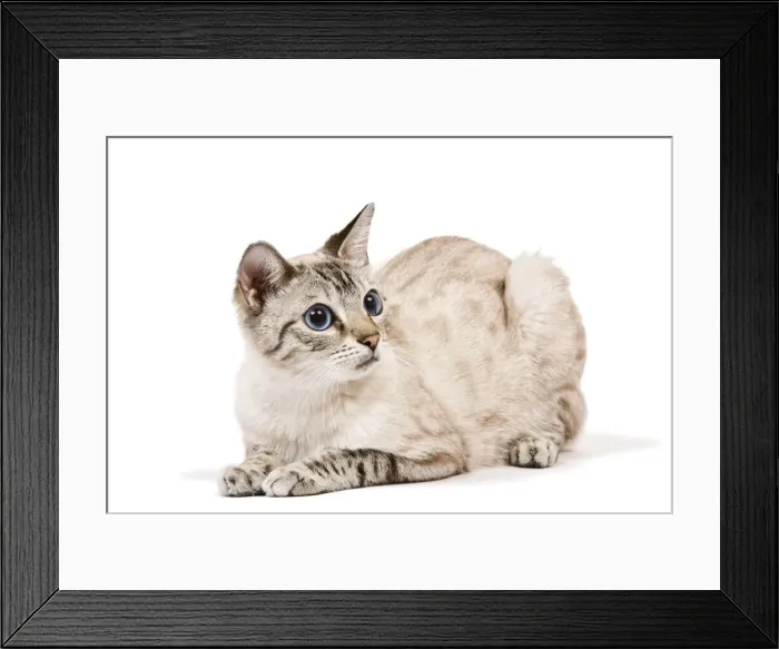 Framed Print : Cat - Bengal - Snow seal lynx spotted tabby in studio Framed Print : Cat - Bengal - Snow seal lynx spotted tabby in studio